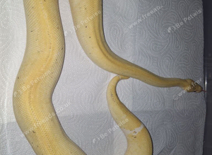 Beautiful lemmon blast pied