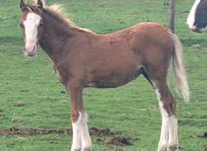 WELSH SECTION C CHESTNUT COLT
