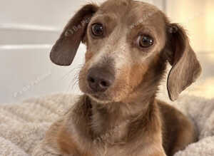 Lilac and Tan miniature dachshund for sale/rehome