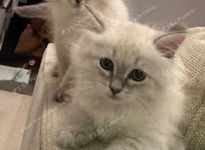 Registered Siberian kittens