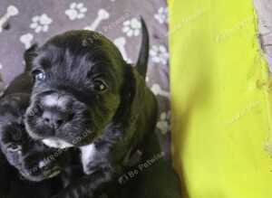 4 male cocker spaniel puppies