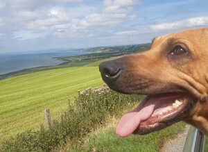 RHODESIAN RIDGEBACKS PUPPIES