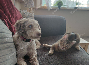2 year old cockapoo