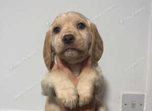 Stunning Cockerdor Puppies - 1 Male & 3 Females
