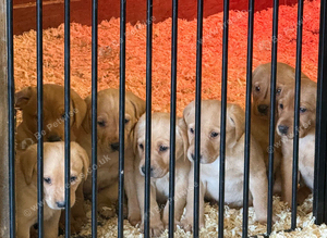 Labrador pups