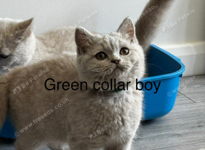 Tica Reg - Ready Now - Lilac British Shorthair Boy