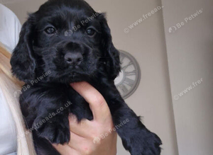 Corcker spaniel