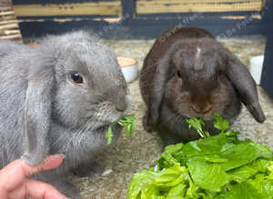 X2 female mini lops 6months old