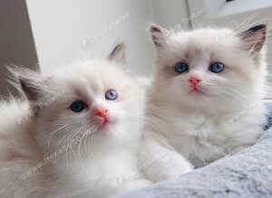 Beautiful pure ragdoll kittens (2 females)left