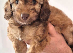 2 COCKAPOO BOYS LEFT READY TO LEAVE THIS WEEKEND