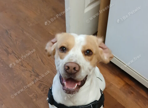 Beagle x spaniel