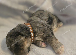 Merle cavapoochons