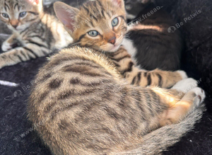 Half bengal kitten