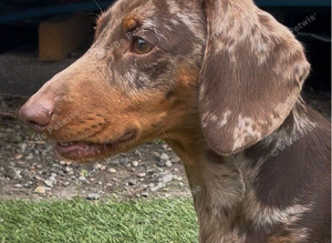 Chocolate dapple dachshund for stud
