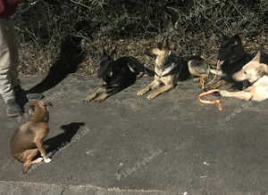 Willows walkies