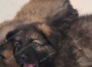 German Shepherd Puppies for sale.