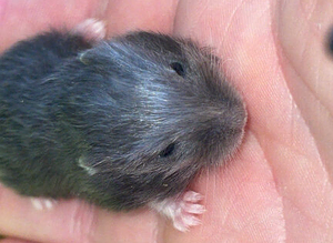Russian dwarf hamster babies ready mid july