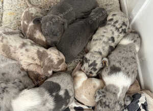 Stunning healthy puppies