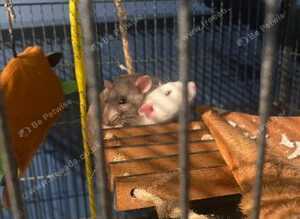 Two female rats