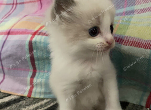 Ragdoll boy