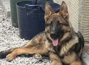 Male Black and Tan short coat German shepherd for sale