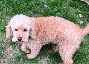 Private Rehoming-Beloved Family Pet Due To Bereavement