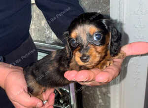 Long hair dachshund puppies