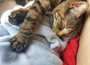 Beautiful Tortie Tabby Female Cat