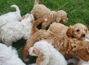 Cavapoo poo's