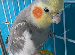 Cockatiel bird