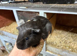 Baby Guinea pigs