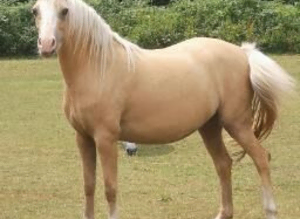 Welsh B mare