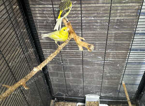 To Canary, no cage