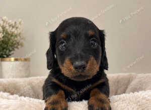 Last LONG HAIRED Black and Tan boy