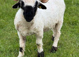 Gorgeous Valais Blacknose Shearling Ewes