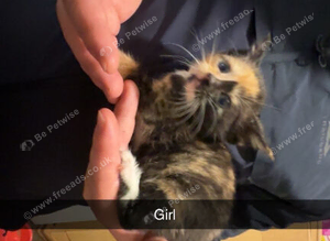 Kittens