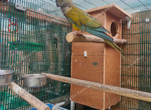 Patagonion parrots
