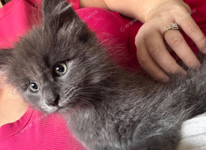 Maincoon x