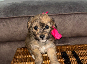 Beautiful jackapoos puppies