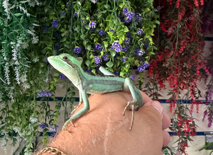 Eastern Casquehead Iguana