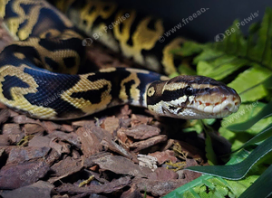 Ball python Collection for sale