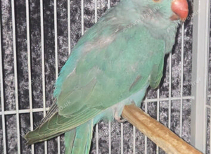 Blue pied 2026 ringnecks