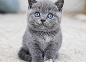 GCCF registered Chunky kittens