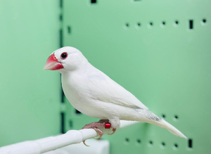 Java finch