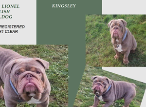 Beautiful compact lilac & tan kc reg English bulldog stud