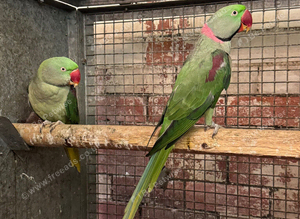 Breeding pair alexandrine