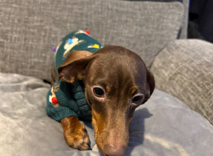 Mini dauschaund