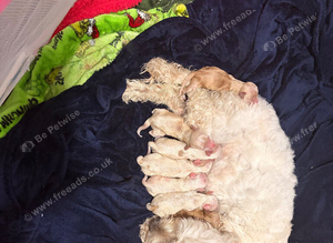 Cockapoo puppies