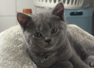 British blue shorthair kittens