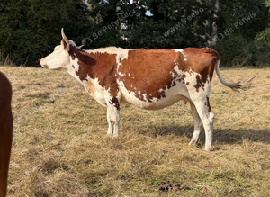 Hereford x cow with heifer calf at foot and a hereford x Heifer